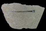 Fossil Belemnite (Youngibelus) - Germany #170725-1